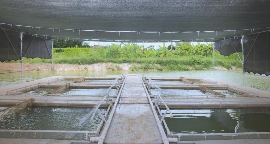 羅平哪個水族館龍魚好？祥龍魚場龍魚（廣州祥龍魚場年產值約10億元里水龍魚“游向”世界）