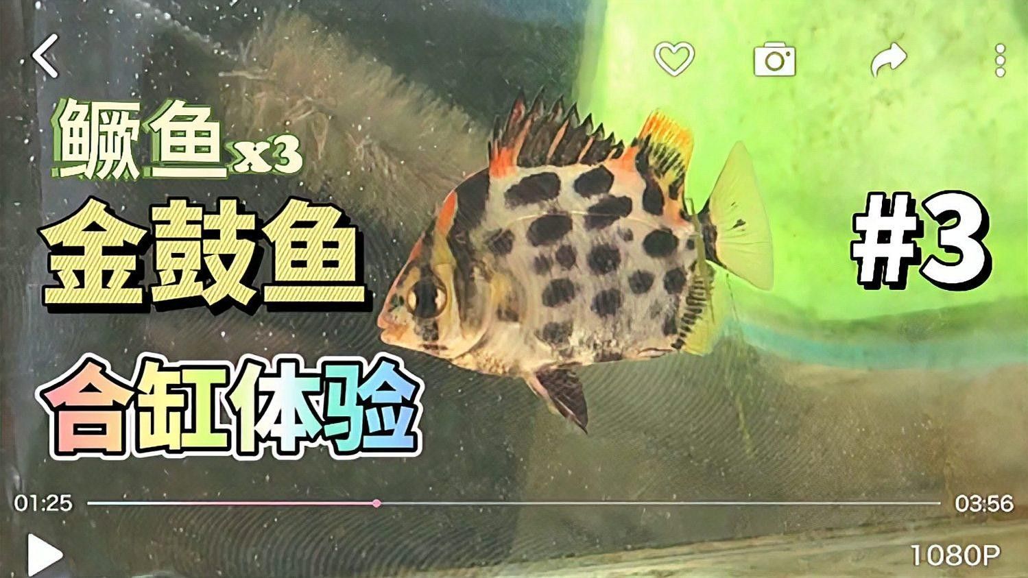 非洲金鼓魚混養(yǎng)需要多大的魚缸？（生活百科，家里魚缸養(yǎng)幾條魚最好別憑感覺！）