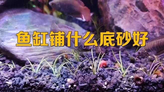 哪種底砂最適合新手？（哪種底砂最適合新手）