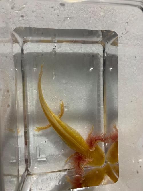 有哪些活食可以喂給六角龍魚？（六角恐龍魚養殖攻略團團寵友學堂六角恐龍魚養殖攻略）