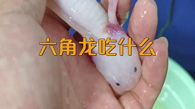 有哪些活食可以喂給六角龍魚？（六角恐龍魚養殖攻略團團寵友學堂六角恐龍魚養殖攻略）