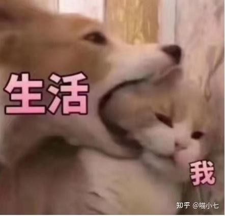 如何在知乎上建立個人品牌？（知乎上如何建立個人品牌？）
