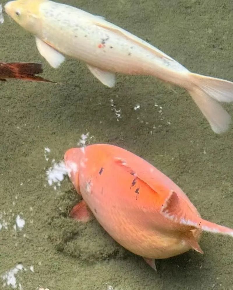臨沭哪個水族館龍魚好？祥龍魚場龍魚（臨沭縣的祥龍魚場是一個集觀賞、教育與生態保護于一體的優質水族館）
