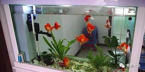 哪些魚適合混養？（觀賞魚混養有什么需要注意的） 哪些魚適合混養？（觀賞魚混養有什么需要注意的） 龍魚百科 第5張