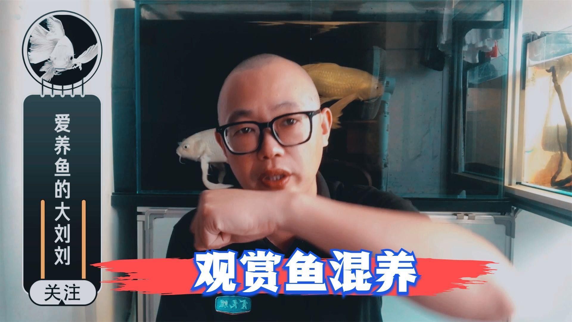 哪些魚適合混養？（觀賞魚混養有什么需要注意的） 哪些魚適合混養？（觀賞魚混養有什么需要注意的） 龍魚百科 第1張