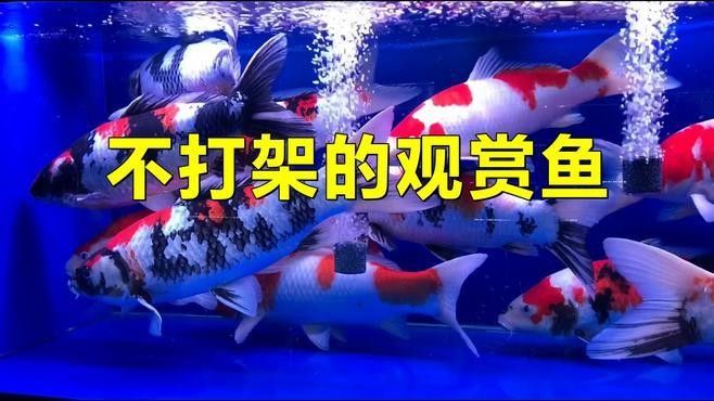 哪些魚適合混養？（觀賞魚混養有什么需要注意的） 哪些魚適合混養？（觀賞魚混養有什么需要注意的） 龍魚百科 第2張
