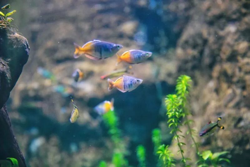 紅龍魚爛鰭會傳染嗎？（大魚來了這幾種常見的水生寵物,家里有娃的別直接碰）