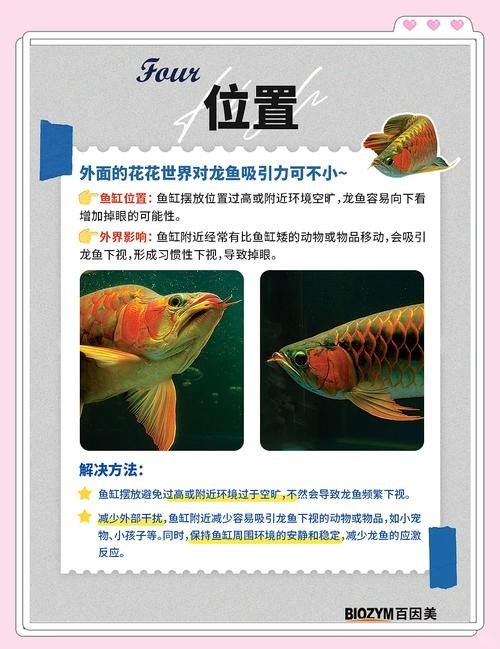 給我一些龍魚掉眼的圖片示例（龍魚掉眼怎么辦）