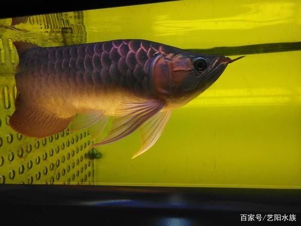給我一些龍魚掉眼的圖片示例（龍魚掉眼怎么辦）