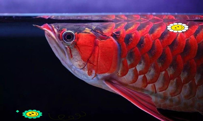 給我一些龍魚掉眼的圖片示例（龍魚掉眼怎么辦）
