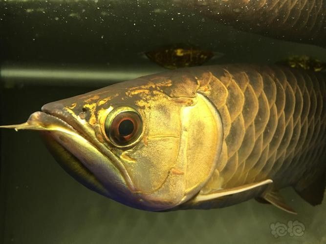 給我一些龍魚掉眼的圖片示例（龍魚掉眼怎么辦）