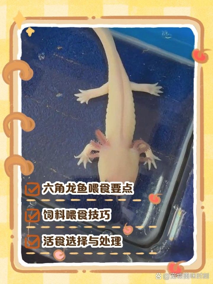 如何拍攝六角恐龍魚進食（六角恐龍魚的正確喂食方式）