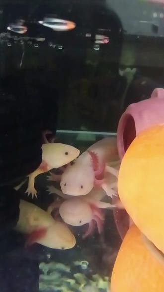 如何拍攝六角恐龍魚進食（六角恐龍魚的正確喂食方式）