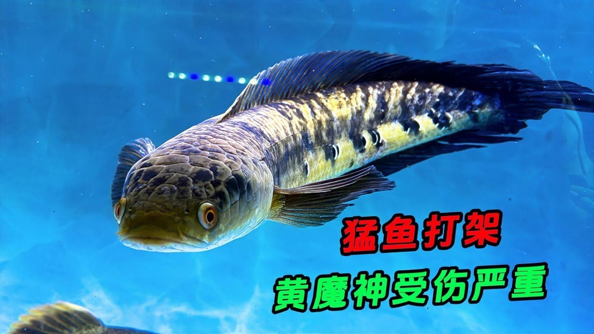 雷龍魚打架會受傷嗎？（雷龍魚在打斗中容易受傷其攻擊性和領地意識是導致傷害的主要原因）