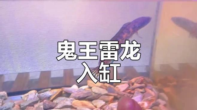 雷龍魚打架會受傷嗎？（雷龍魚在打斗中容易受傷其攻擊性和領地意識是導致傷害的主要原因）