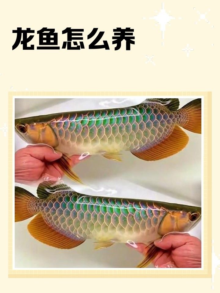 鉆石眼龍魚(yú)的價(jià)格是多少（鉆石眼龍魚(yú)價(jià)格大全-30公分龍魚(yú)飼養(yǎng)技巧與注意事項(xiàng)）