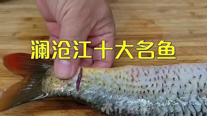 瀾滄江龍魚有哪些生活習(xí)性？（滄江龍魚的生活習(xí)性） 瀾滄江龍魚有哪些生活習(xí)性？（滄江龍魚的生活習(xí)性） 龍魚百科 第1張