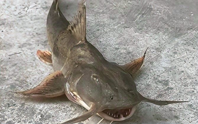 瀾滄江龍魚有哪些生活習(xí)性？（滄江龍魚的生活習(xí)性） 瀾滄江龍魚有哪些生活習(xí)性？（滄江龍魚的生活習(xí)性） 龍魚百科 第2張