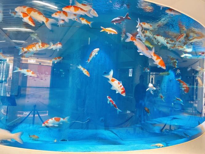 南匯哪個水族館龍魚好？祥龍魚場龍魚（上海海洋水族館舉辦龍年新春“龍魚”主題特別活動）