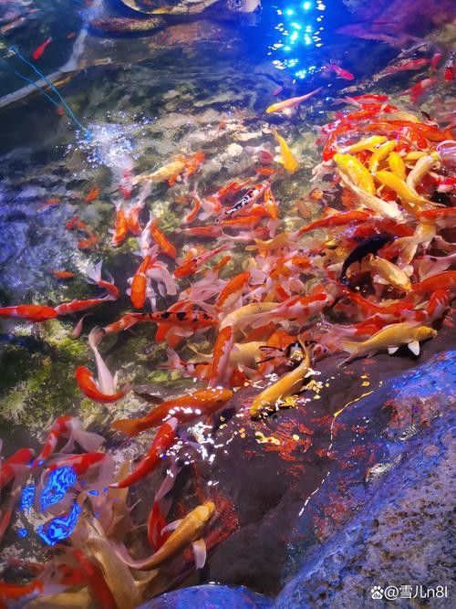 南匯哪個水族館龍魚好？祥龍魚場龍魚（上海海洋水族館舉辦龍年新春“龍魚”主題特別活動）