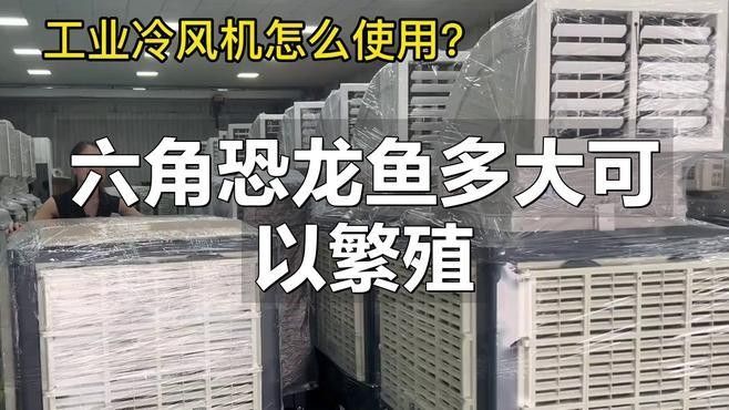 如何判斷六角恐龍魚是否達到性成熟（六角恐龍魚是否達到性成熟）