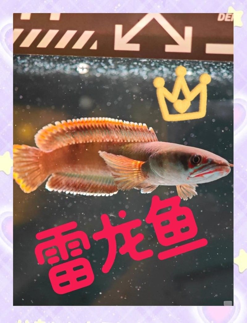 如何區(qū)分廣東野生雷龍魚的稀有品種（如何區(qū)分野生雷龍魚的稀有品種）
