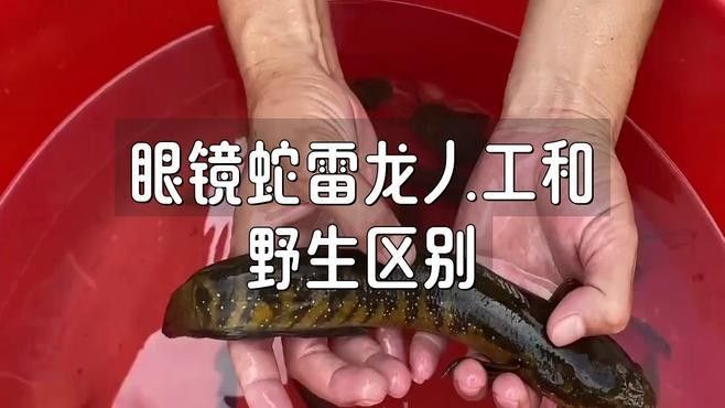 如何區(qū)分廣東野生雷龍魚的稀有品種（如何區(qū)分野生雷龍魚的稀有品種）