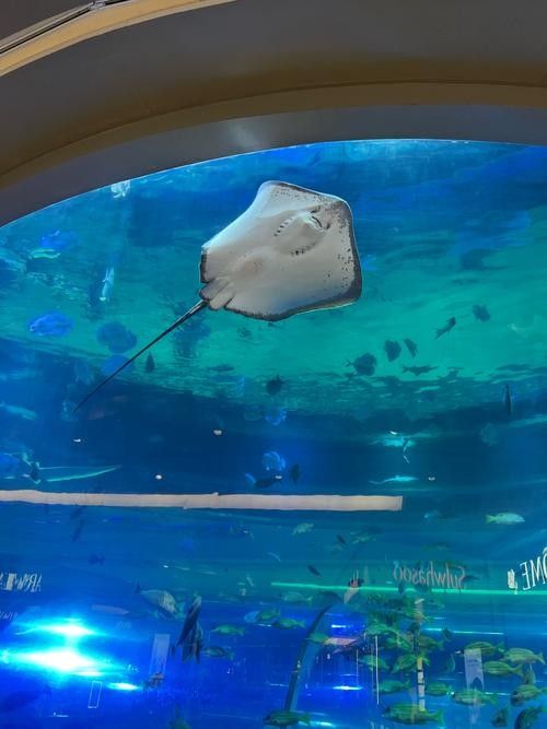 伊春區哪個水族館龍魚好？祥龍魚場龍魚（五營紅松林海景區的生態體驗項目有哪些祥龍魚場龍魚價格如何）