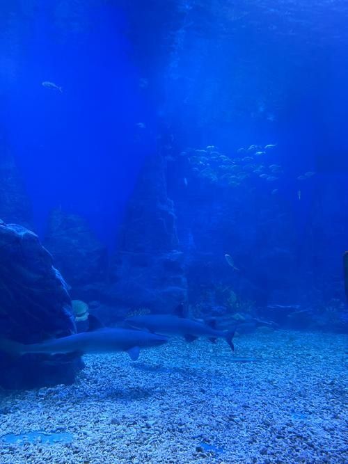 伊春區哪個水族館龍魚好？祥龍魚場龍魚（五營紅松林海景區的生態體驗項目有哪些祥龍魚場龍魚價格如何）