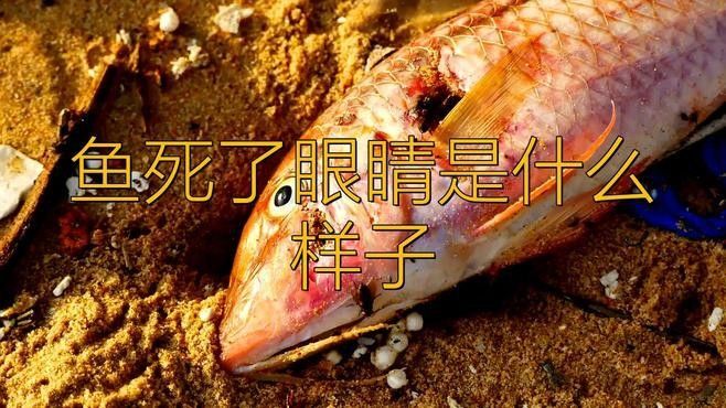 龍魚眼珠發白多久會死（龍魚眼珠發白是怎么回事）