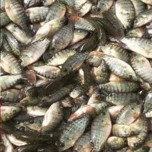 廣州龍魚漁場一般什么時候有魚苗（如何聯系廣州龍魚漁場） 廣州龍魚漁場一般什么時候有魚苗（如何聯系廣州龍魚漁場） 龍魚百科 第4張