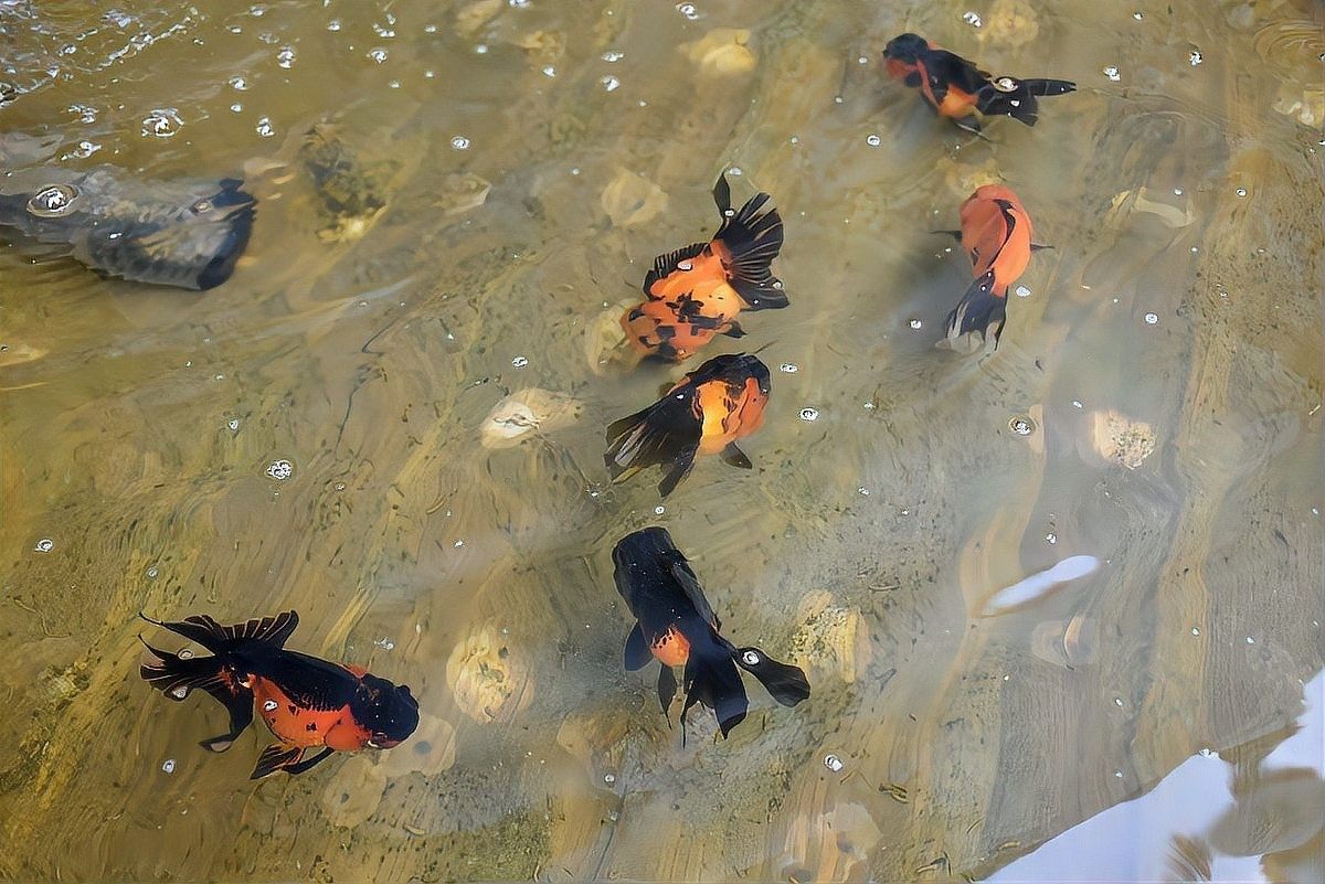 龍魚封缸療法期間可以換水嗎？（龍魚封缸療法期間多久換一次水龍魚封缸療法一般持續多久）