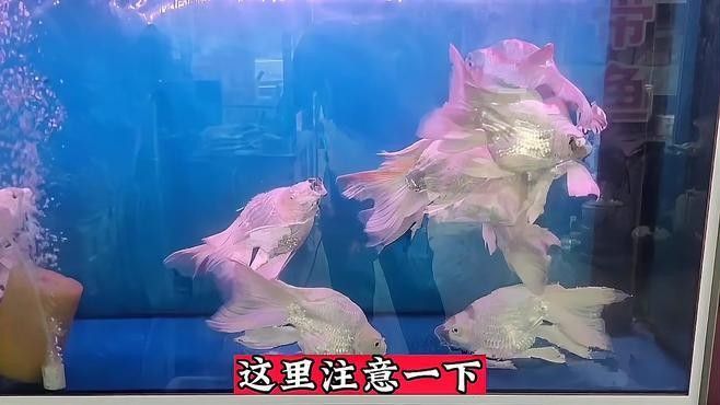 龍魚殺菌燈多久換一次？（關于龍魚殺菌燈更換頻率的摘要：龍魚殺菌燈更換頻率）
