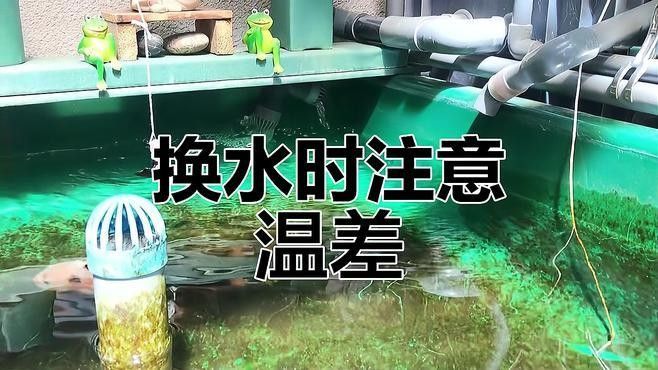 金龍魚換水時如何控制溫差（金龍魚換水時控制溫差是確保水質穩定和魚類健康的關鍵因素）