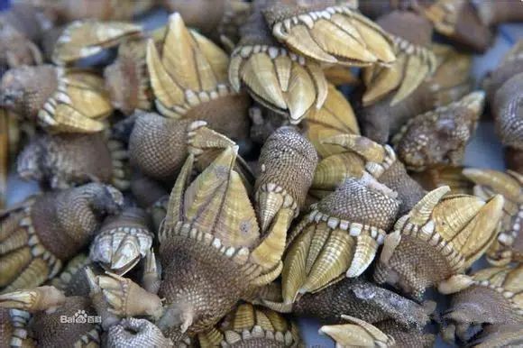 北海龍魚有哪些品種？（北海龍魚哪個品種最受歡迎，）