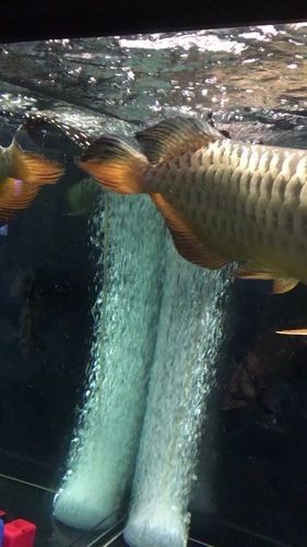 海底飛龍魚有哪些品種（海底飛龍魚品種介紹：海底飛龍魚品種及其特征及其特征）