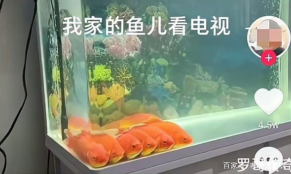 雷龍魚和金魚哪個更聰明（雷龍魚和金魚哪個智商更高？）