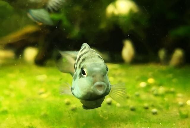 雷龍魚和金魚哪個更聰明（雷龍魚和金魚哪個智商更高？）
