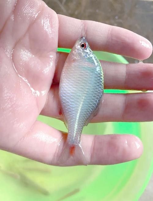 龍魚鰓蓋白色絮狀物會復發嗎，祥龍魚鰓蓋出現白色絮狀物可能是由多種原因引起的
