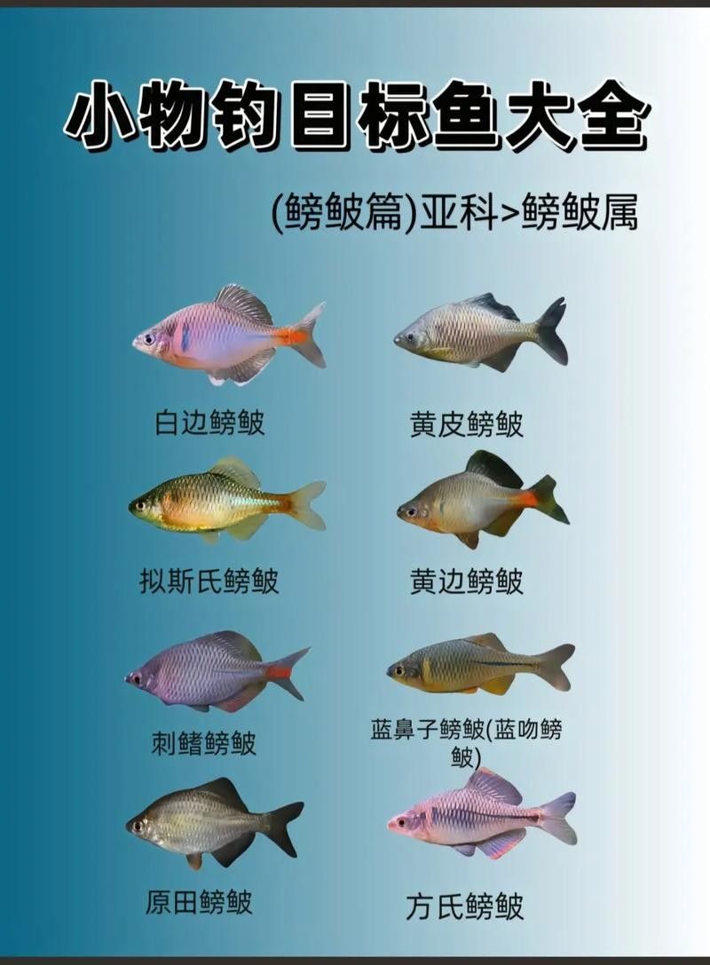 如何判斷鳑鲏魚是否新鮮？（如何判斷[需手動填充][需手動填充]魚新鮮度）