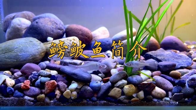 如何判斷鳑鲏?mèng)~是否新鮮？（如何判斷[需手動(dòng)填充][需手動(dòng)填充]魚新鮮度）