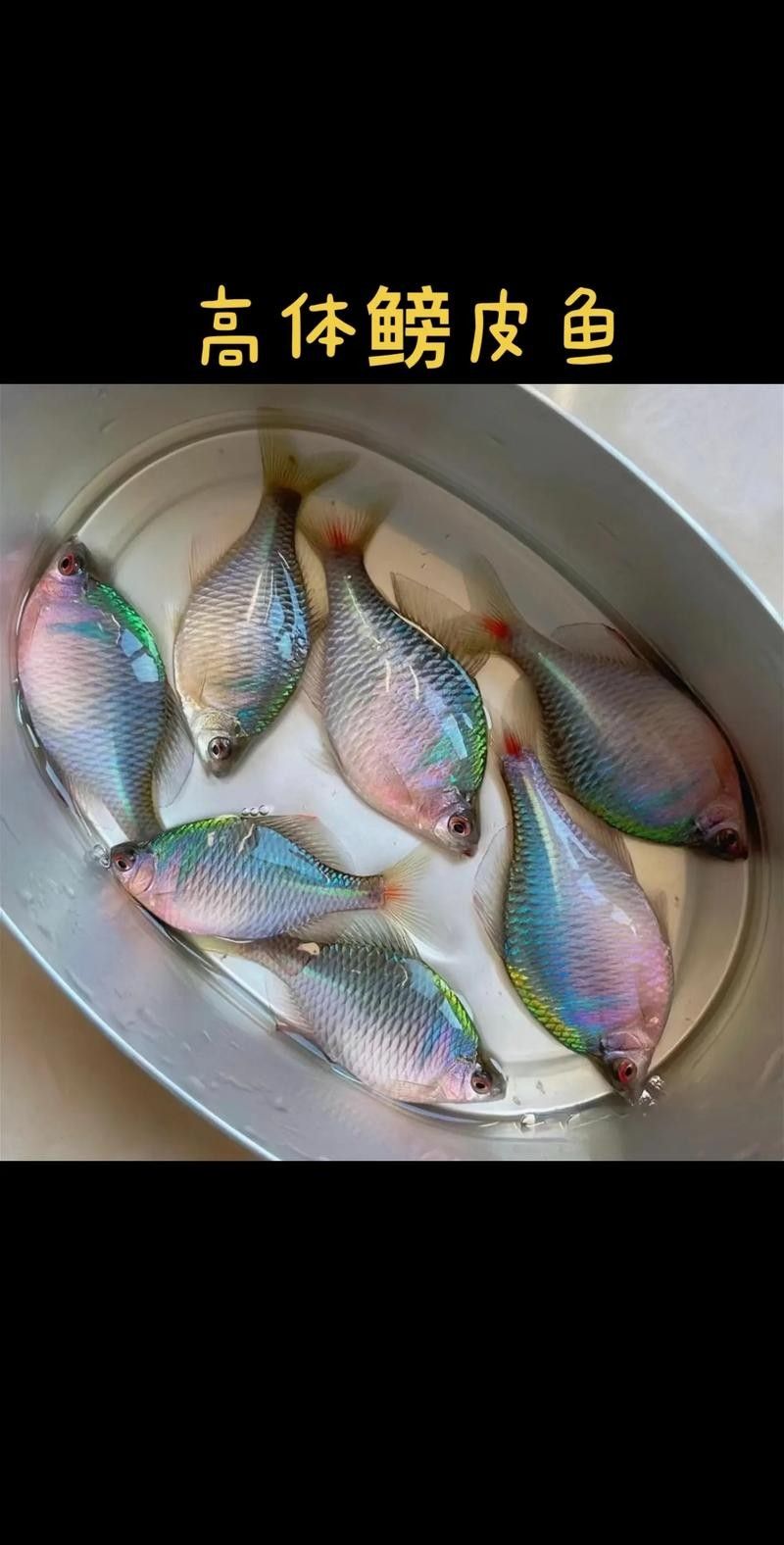 如何判斷鳑鲏?mèng)~是否新鮮？（如何判斷[需手動(dòng)填充][需手動(dòng)填充]魚新鮮度）