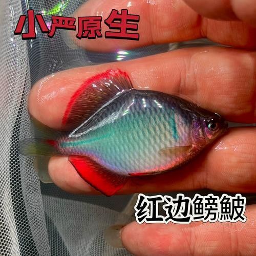 如何判斷鳑鲏魚是否新鮮？（如何判斷[需手動填充][需手動填充]魚新鮮度）