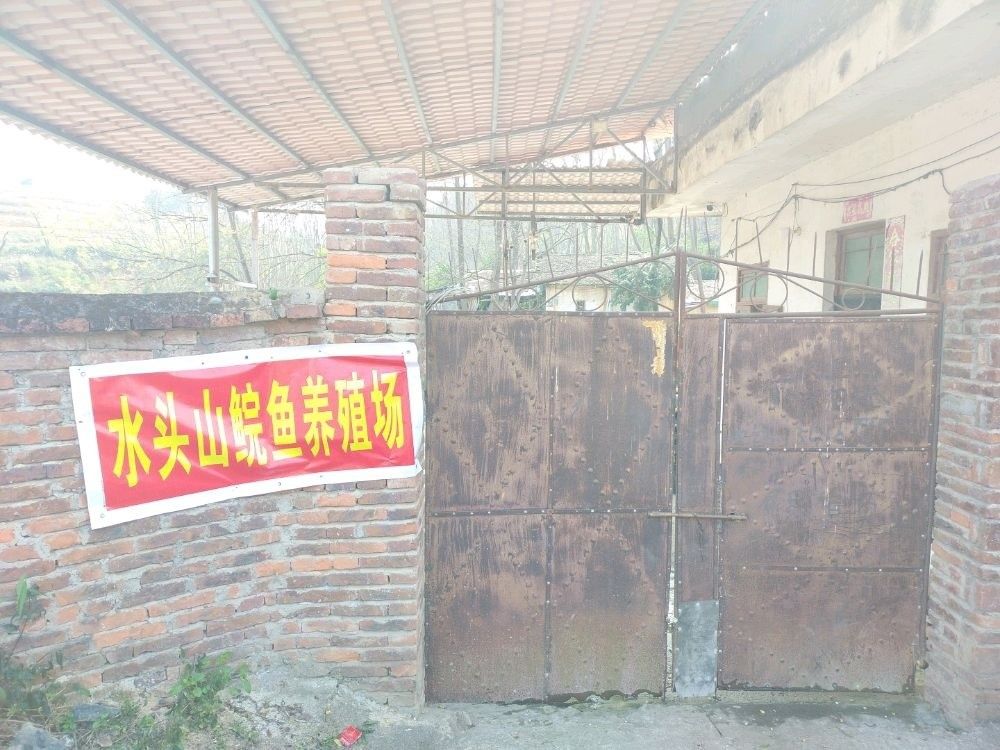 連州哪個水族館龍魚好？祥龍魚場龍魚（廣州龍魚祥龍魚場） 連州哪個水族館龍魚好？祥龍魚場龍魚（廣州龍魚祥龍魚場） 龍魚百科 第7張