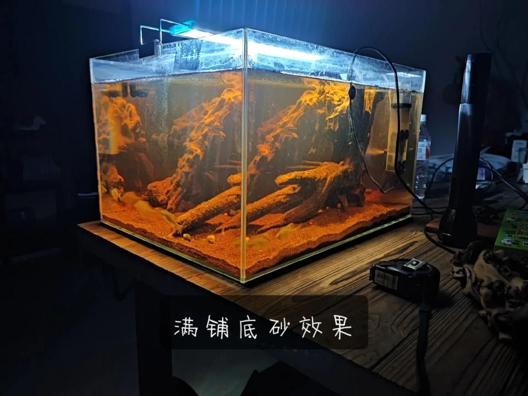 魚缸的尺寸如何選擇？（選擇魚缸尺寸的主要因素）