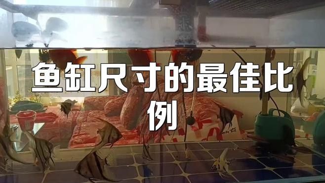 魚缸的尺寸如何選擇？（選擇魚缸尺寸的主要因素）