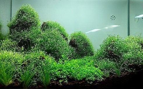 如何挑選高質量的龍魚缸沉木（如何挑選一個令自己驚艷的魚缸之沉木）