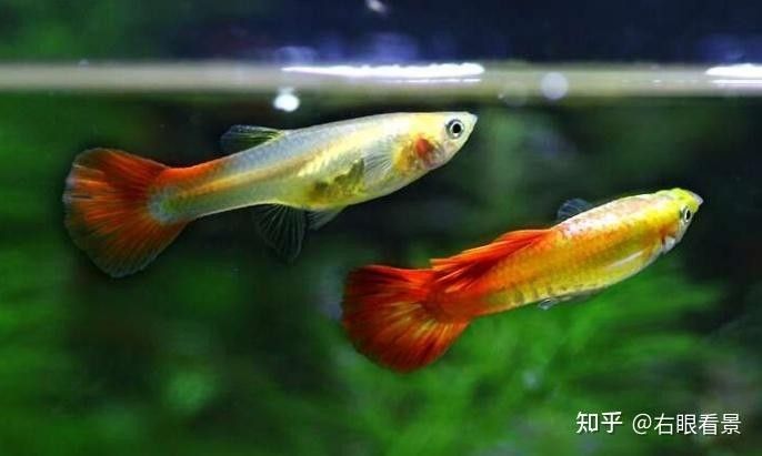 藍龍魚多久適應新環境？（藍龍魚多久能適應新環境取決于多個因素取決于多個因素） 藍龍魚多久適應新環境？（藍龍魚多久能適應新環境取決于多個因素取決于多個因素） 龍魚百科 第4張