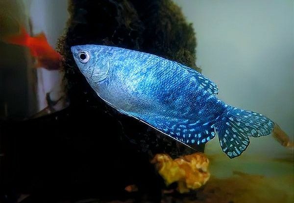 藍龍魚多久適應新環境？（藍龍魚多久能適應新環境取決于多個因素取決于多個因素） 藍龍魚多久適應新環境？（藍龍魚多久能適應新環境取決于多個因素取決于多個因素） 龍魚百科 第3張