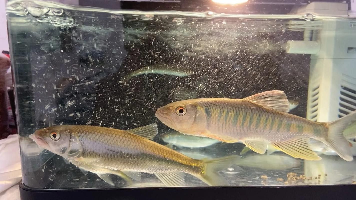 哪里可以找到更多馬古龍魚圖片（如何找到馬古龍魚圖片）